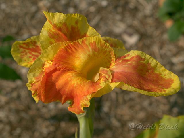 Canna Yellow Humbert2.jpg